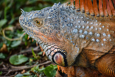 Close-up of iguana in forest