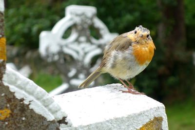 Close-up of bird perching on concrete outdoors