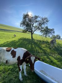 Cows grazing in a field