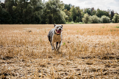 Dog running in field