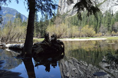 View of a duck in a lake