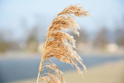 Close-up of plant against sky