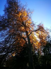 Low angle view of tree in autumn