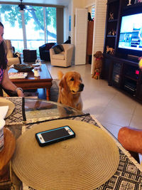 Dog holding smart phone at home