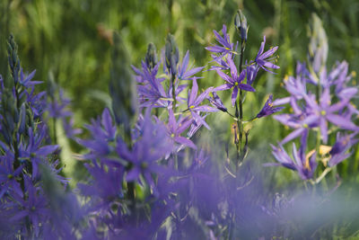 Close-up of purple flowering plants