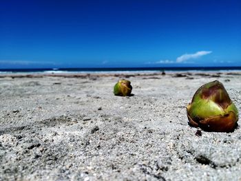 Close-up of small coconuts at beach against sky