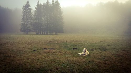 Dog on grassy field against sky