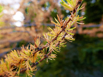 Close-up of pine tree