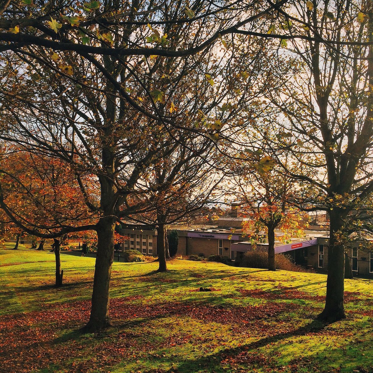 tree, autumn, change, branch, tranquility, park - man made space, growth, season, grass, nature, beauty in nature, tranquil scene, field, park, scenics, tree trunk, green color, landscape, built structure, day