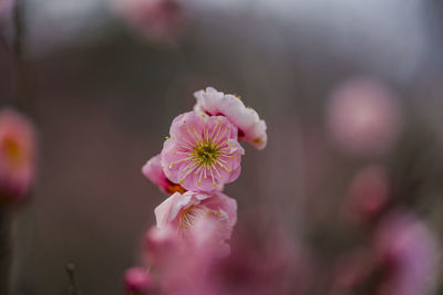 Plum blossom