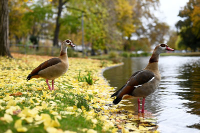 Canada geese on field