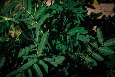 High angle view of fern leaves on tree