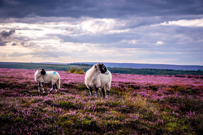 Sheep in a field