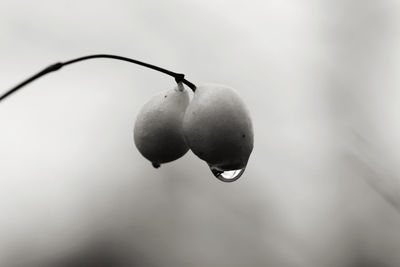 Close-up of wet fruit on plant