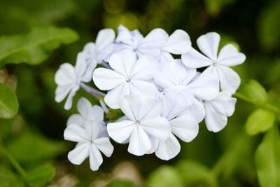 Close-up of white flowers