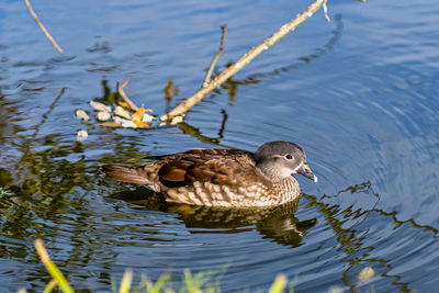 High angle view of duck swimming in lake