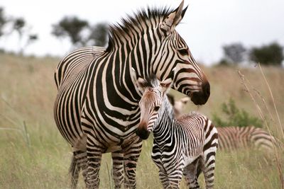 Zebras standing on field