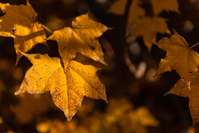 Close-up of yellow maple leaves