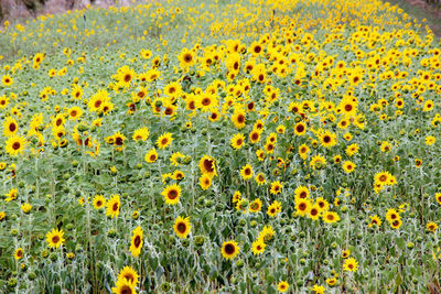 Sunflowers blooming on field