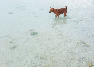 Dog jumping in water