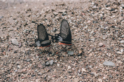 High angle view of butterfly on pebbles