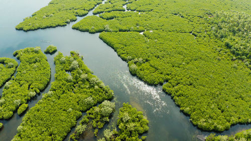 High angle view of river amidst trees