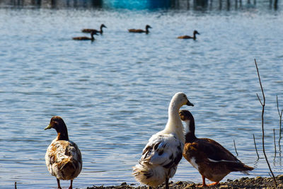 Swans swimming in lake