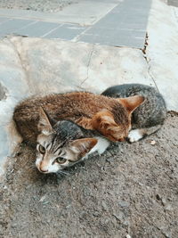 High angle view of cat lying on footpath