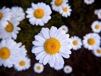 Close-up of white daisy flowers