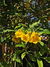 Close-up of yellow flowers