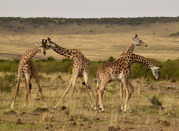 View of giraffe on field against sky