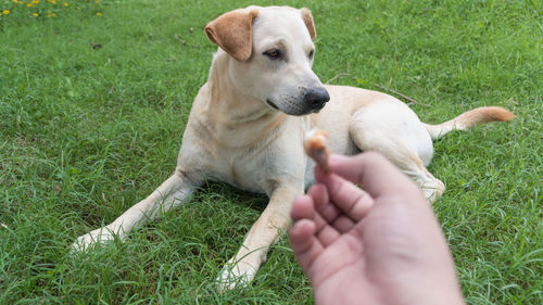 Midsection of person holding dog on field