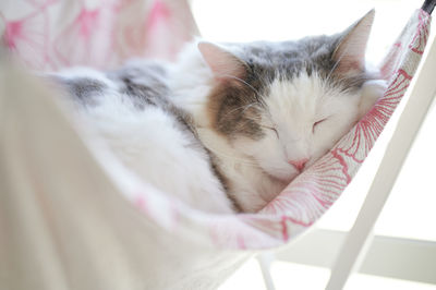 Close up of cat sleeping on hammock beside window at home