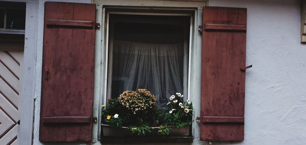 Flower pots on window of building