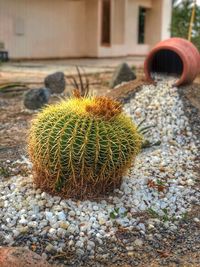 Close-up of succulent plant on field