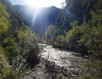 Narrow stream along trees in forest