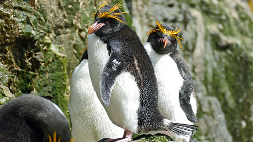 Macaroni penguin close up