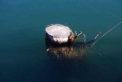 High angle view of insect on the sea