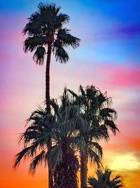 Low angle view of silhouette tree against sky at sunset