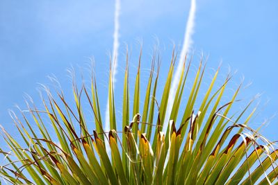 Low angle view of grass growing against sky