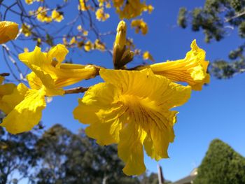 Close-up of yellow flowers