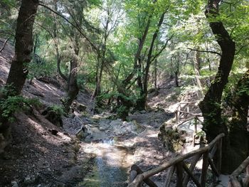 Scenic view of stream amidst trees in forest