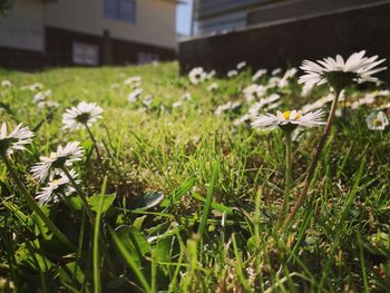 Close-up of flowers blooming on field