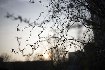 Low angle view of bare tree against sky during sunset
