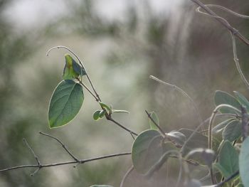 Close-up of grasshopper on twig