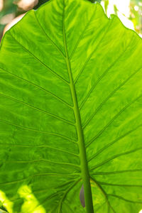 leaf