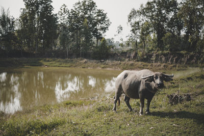 Horse standing in a field