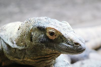 Close-up of turtle