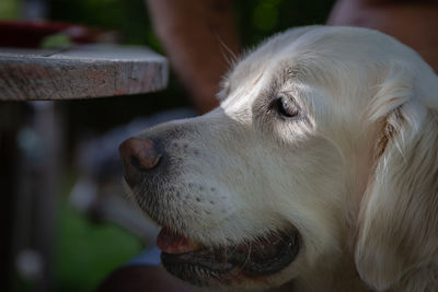 Close-up of dog looking away