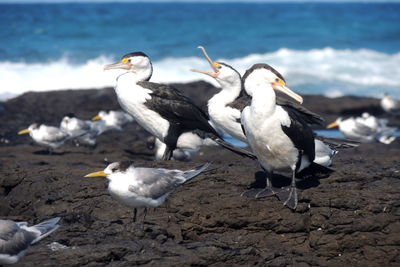 Australian pied cormorant birds aka pied shag' and a crested tern